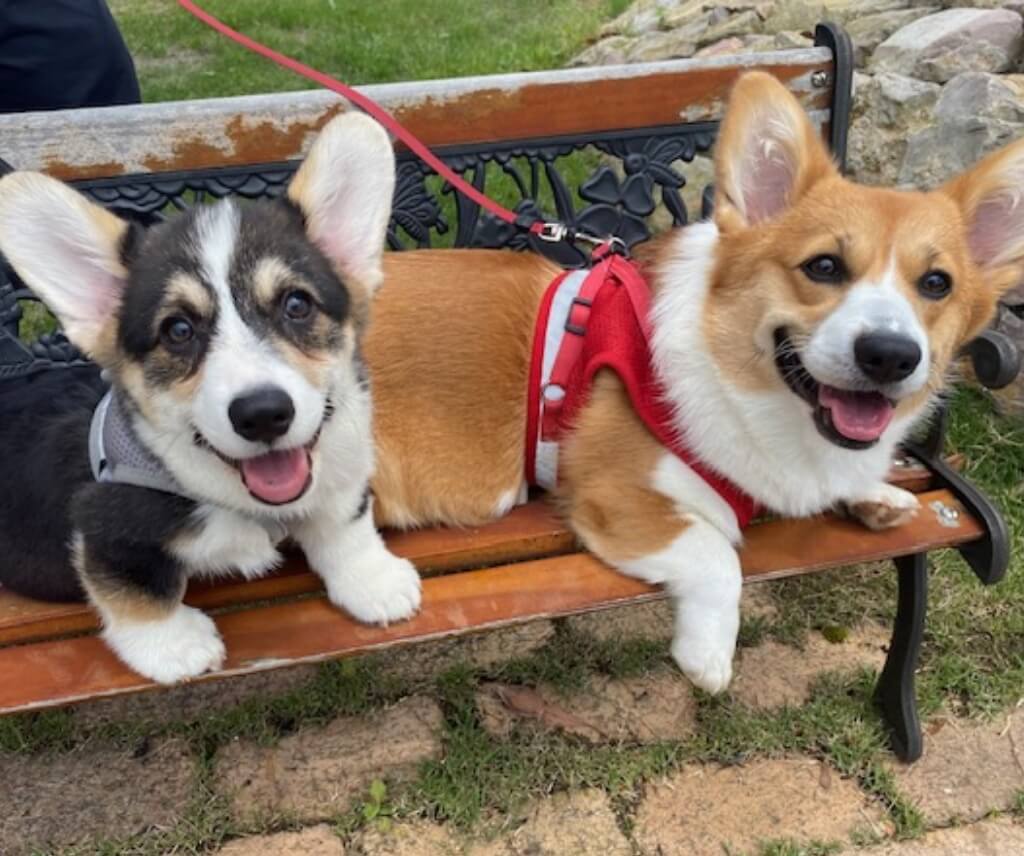 新潟のペット火葬は虹への旅立ち